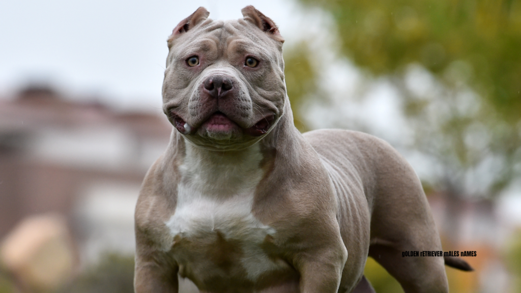 american bully male names