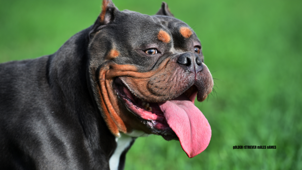 american bully male names