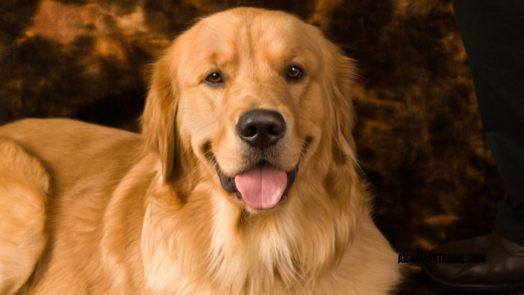 golden retriever female names