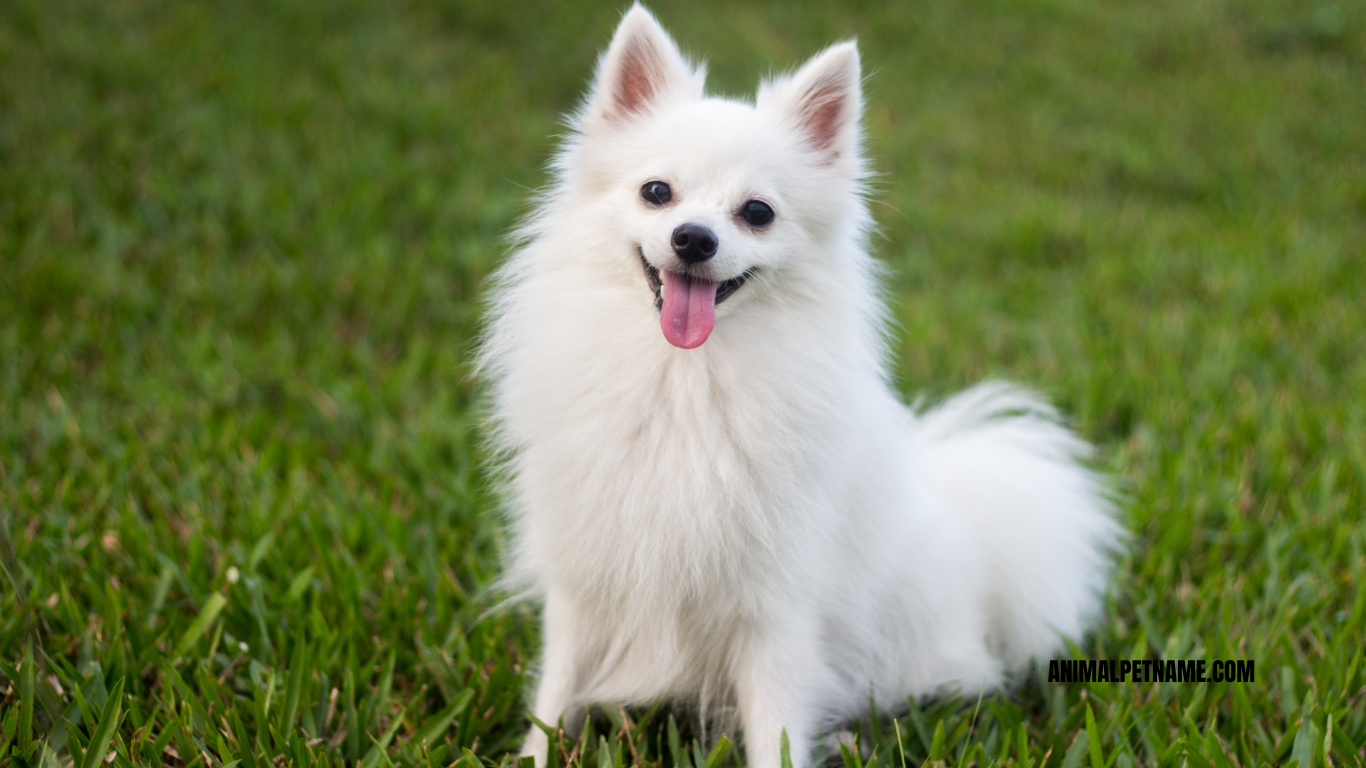 White Puppy