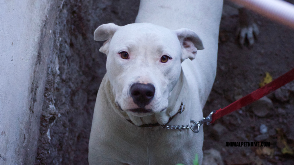 white dog unique names