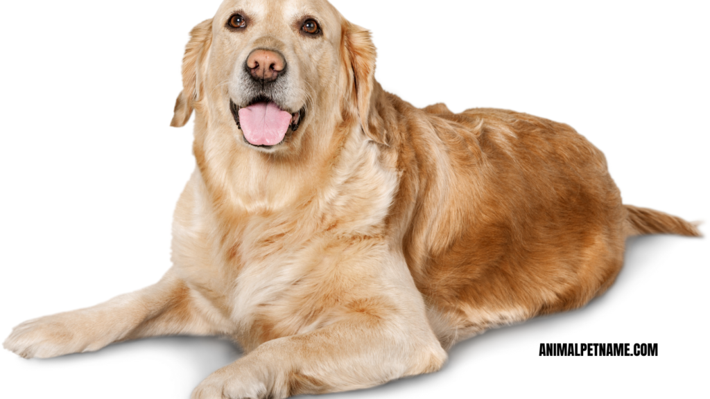 golden retriever female names