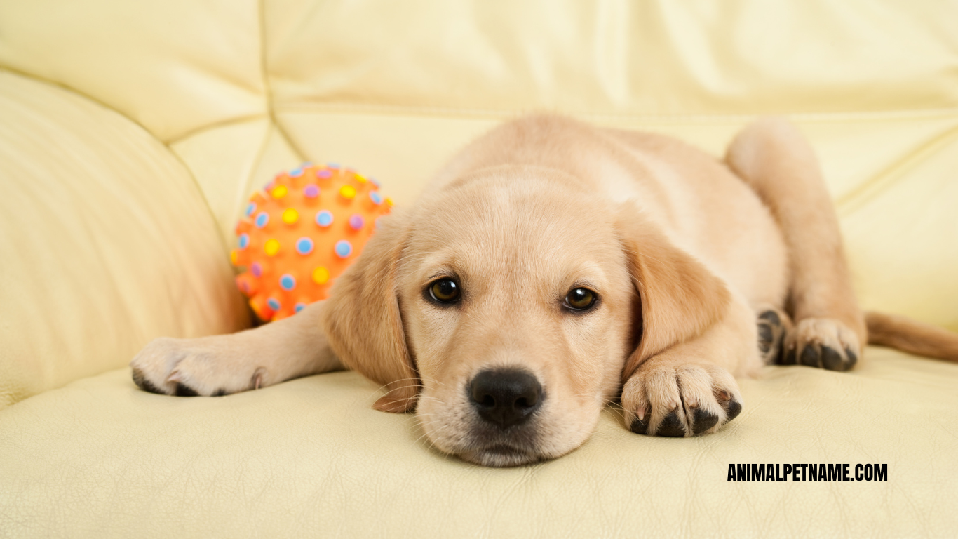 golden retriever female names