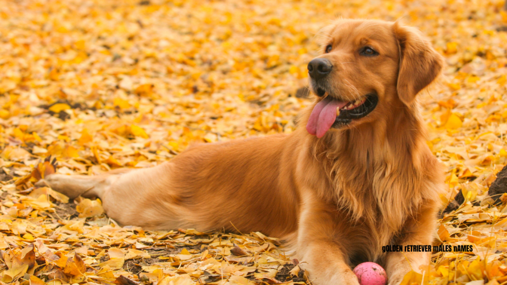 Golden Retriever Male Names