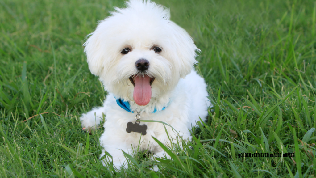 white dog names