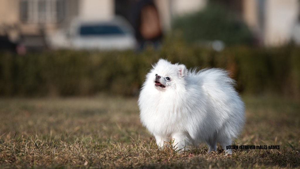 white dog names