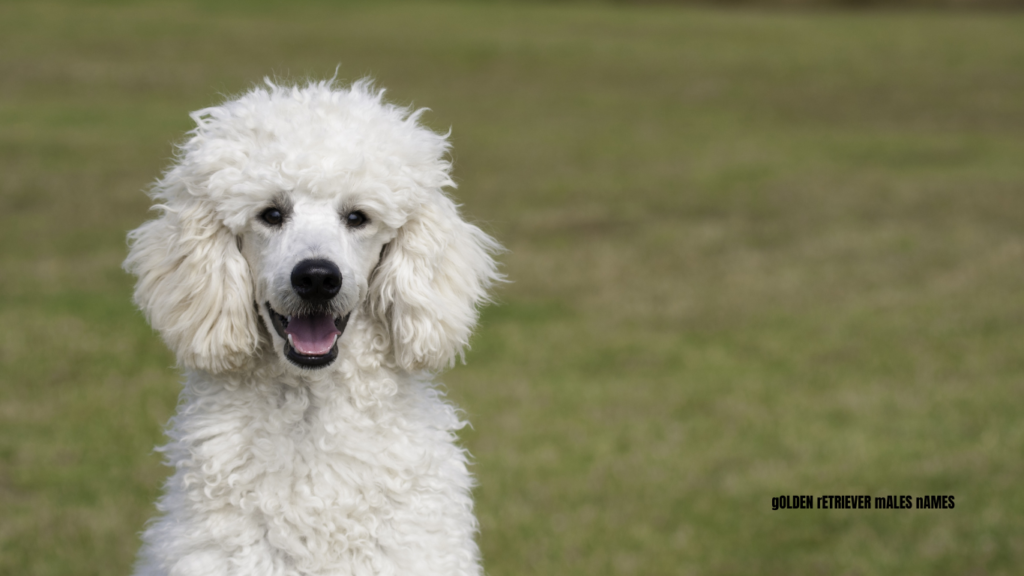 white dog names