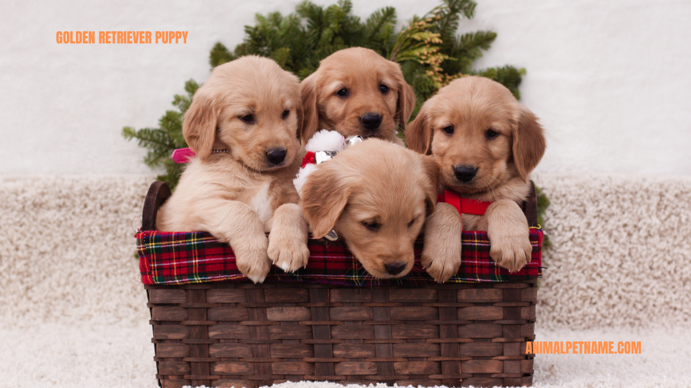 Golden Retriever Puppy Names