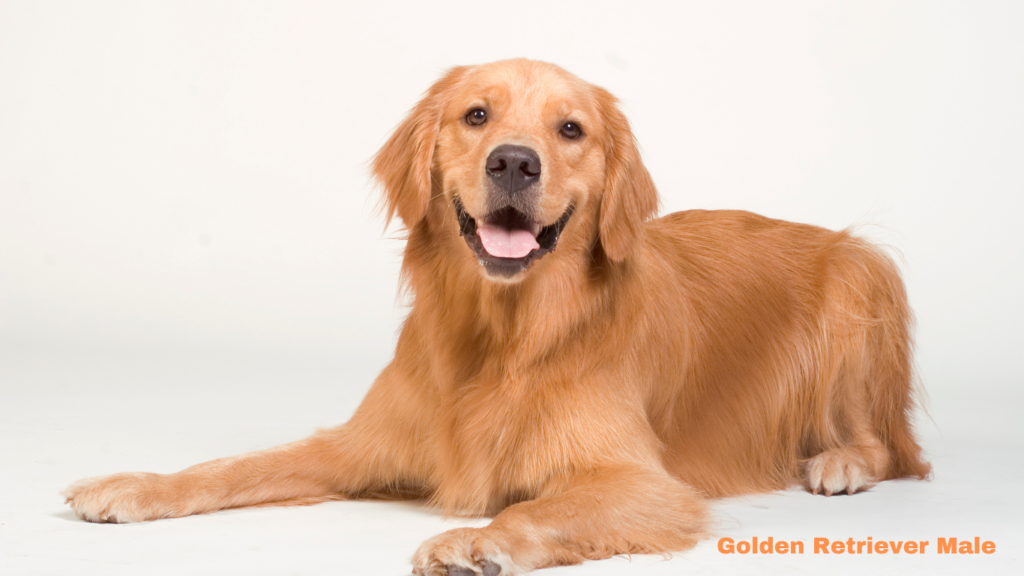 Golden Retriever Female Names