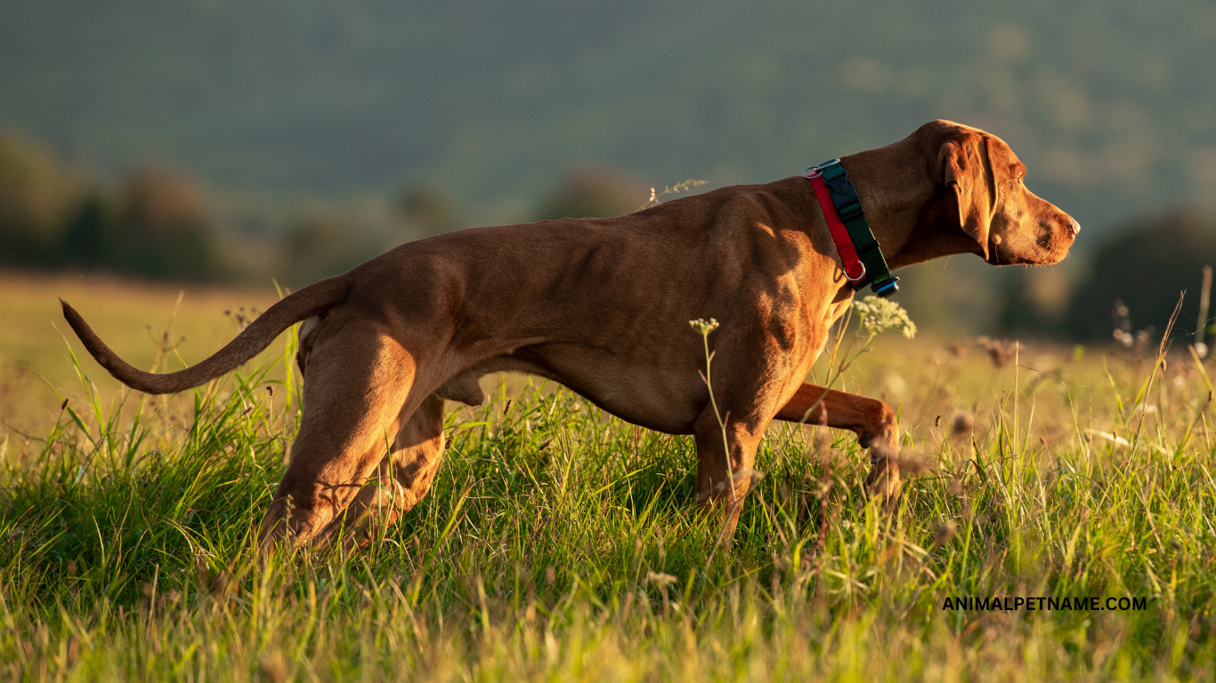 hunting dog