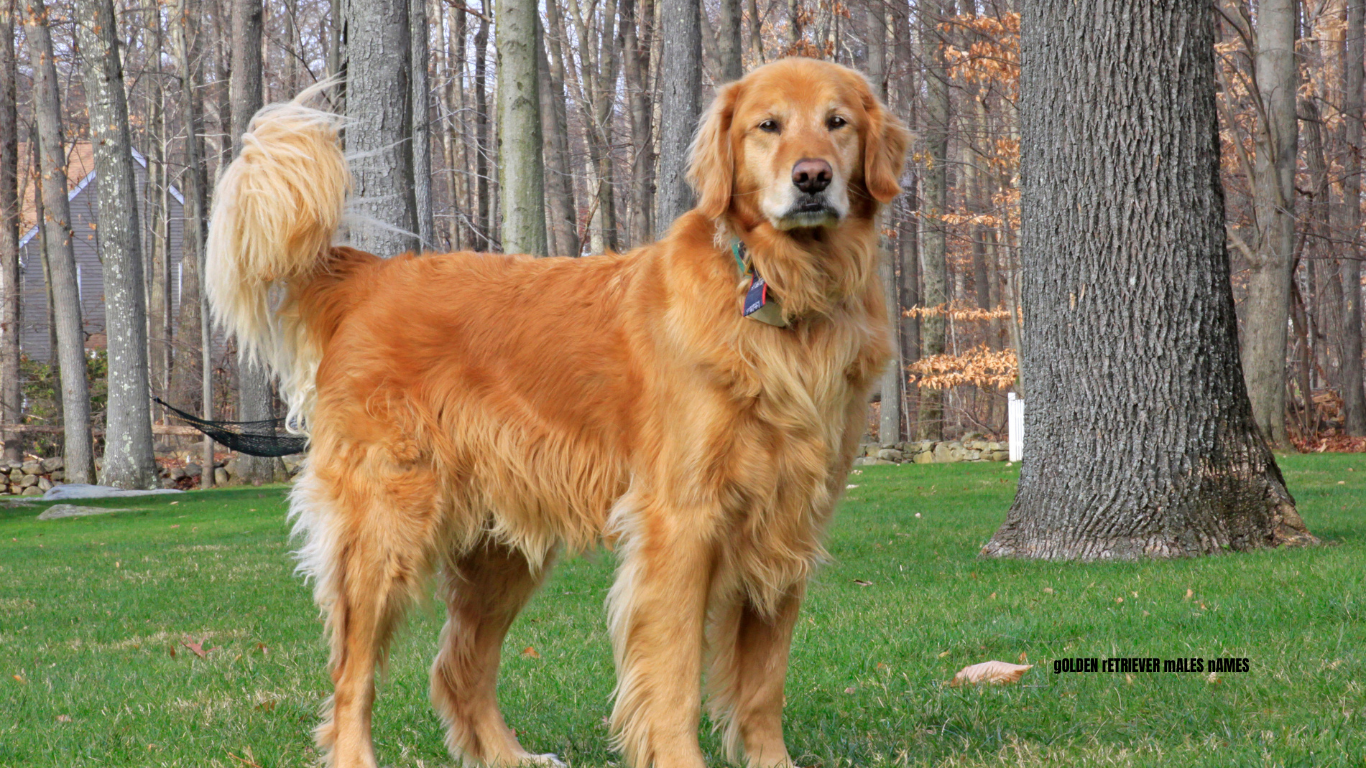 golden dog names