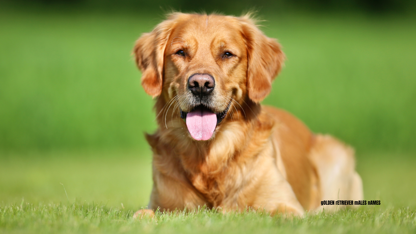 golden dog name