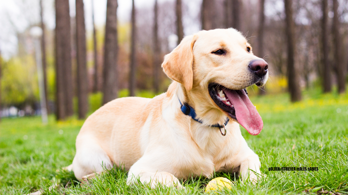 female labrador