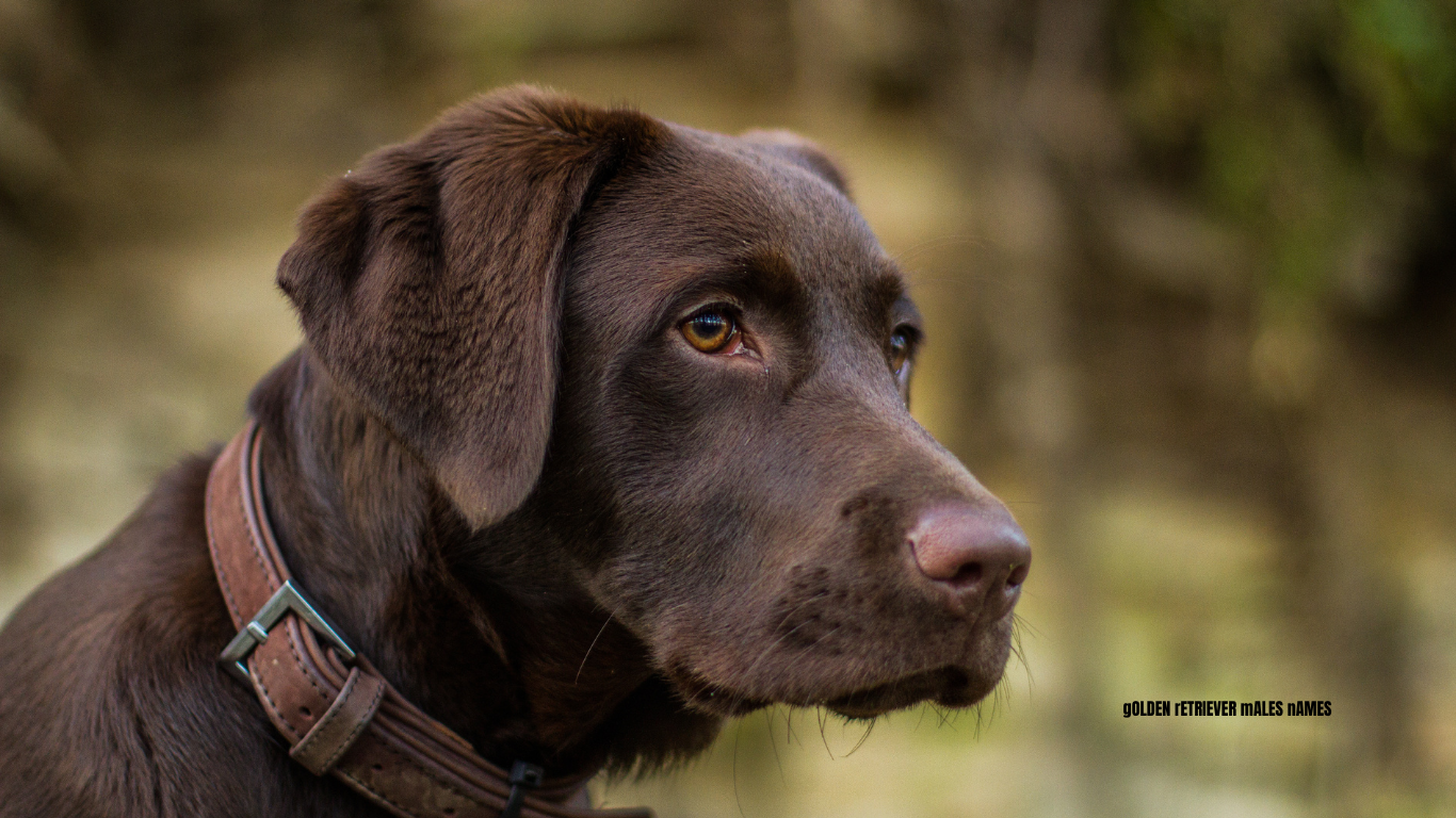 chocolate labrador