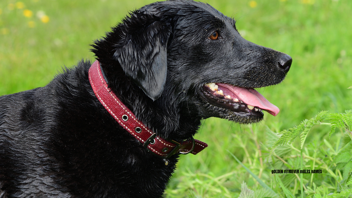 black labrador