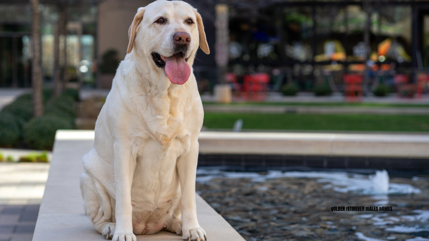 lab dog names