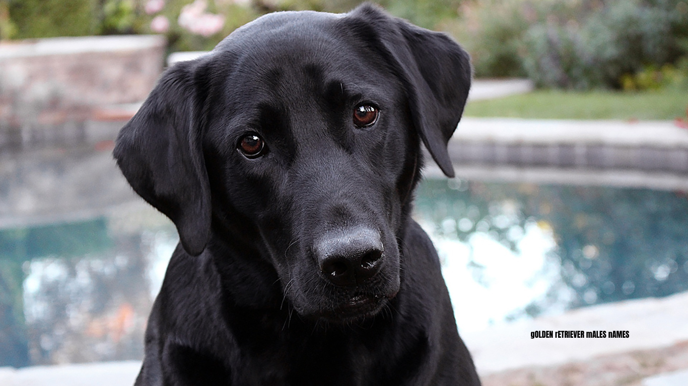 Male labrador