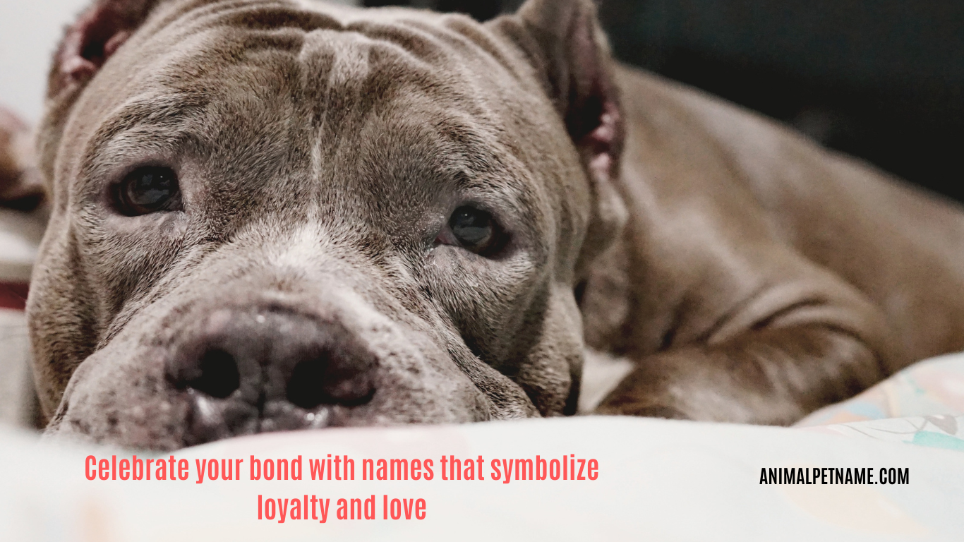 Best pitbull dog names