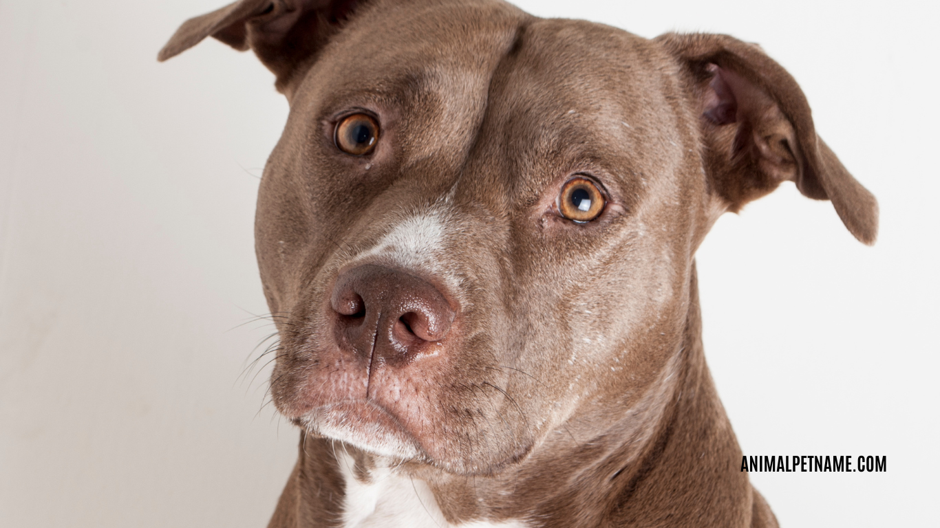 Best Pitbull Dog names