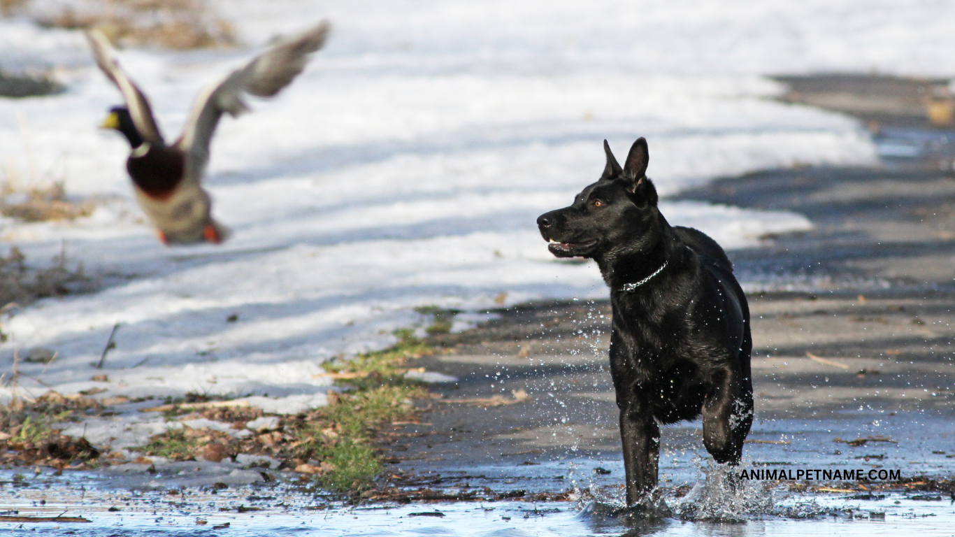 top hunting dog names