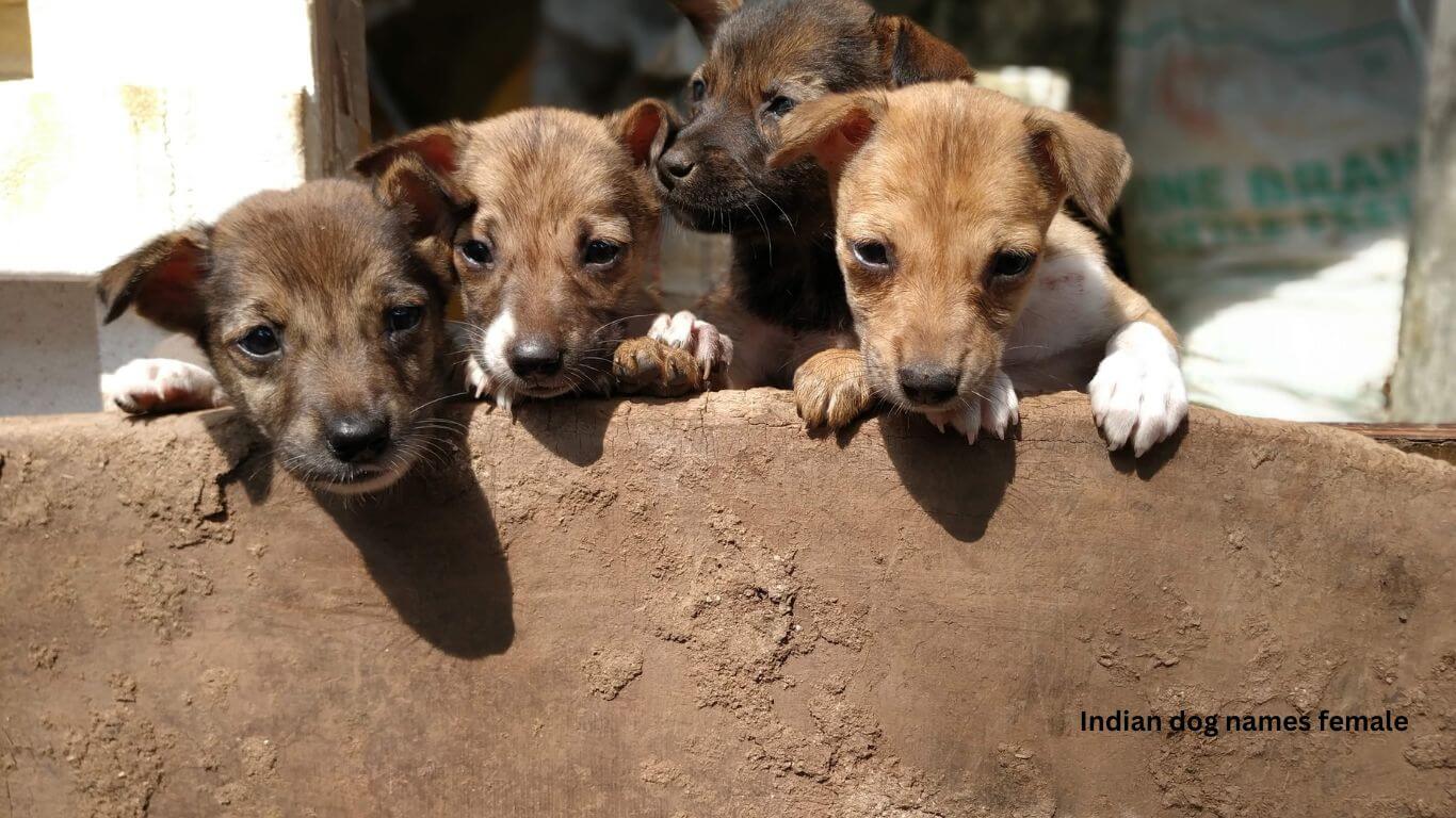 Indian puppy female names