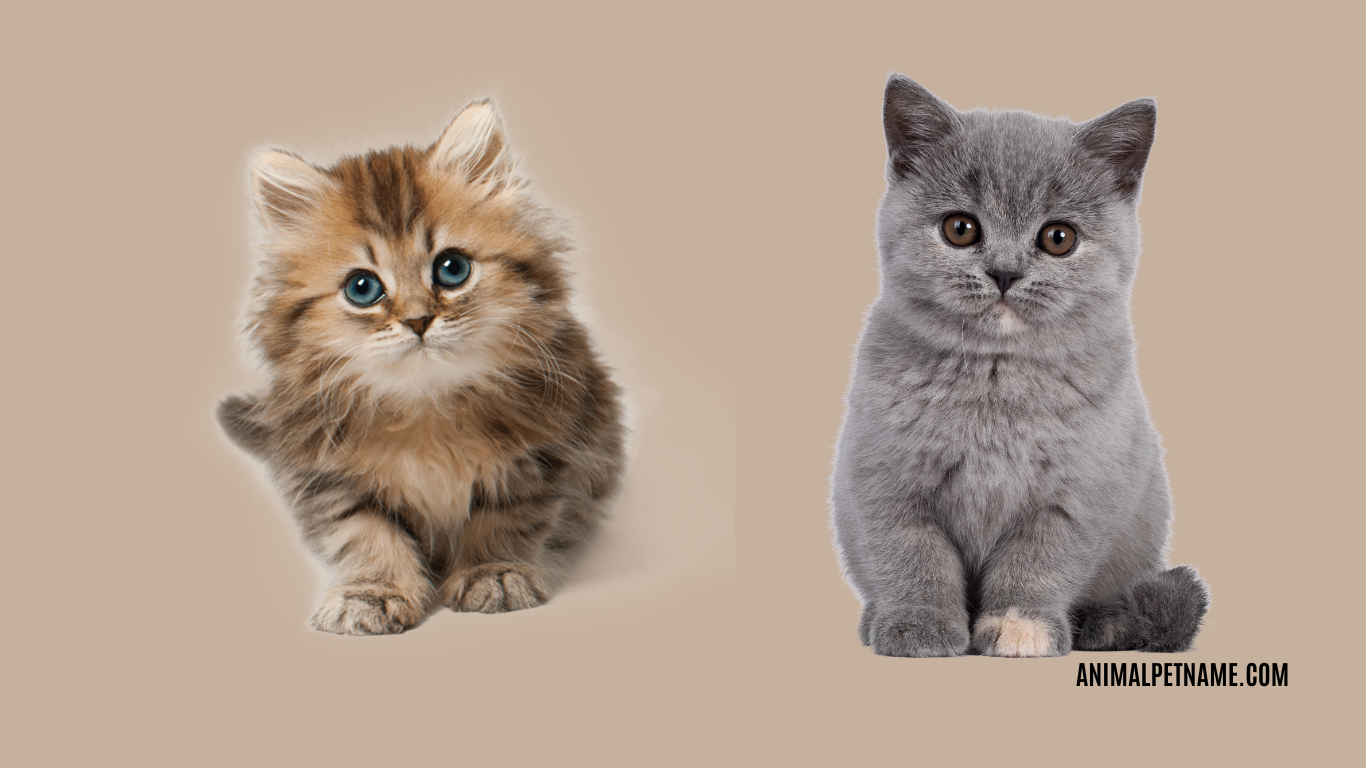 best kitten names