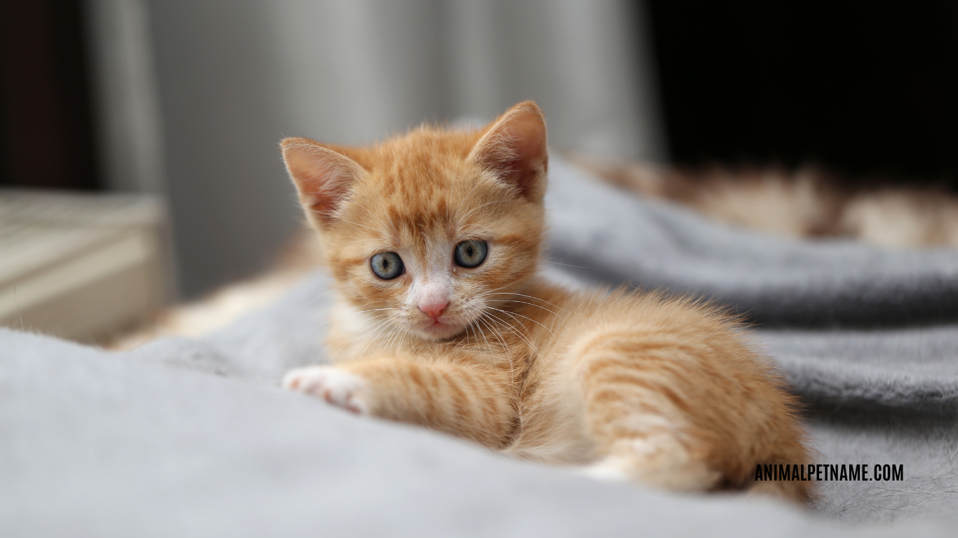 best cute kitten names