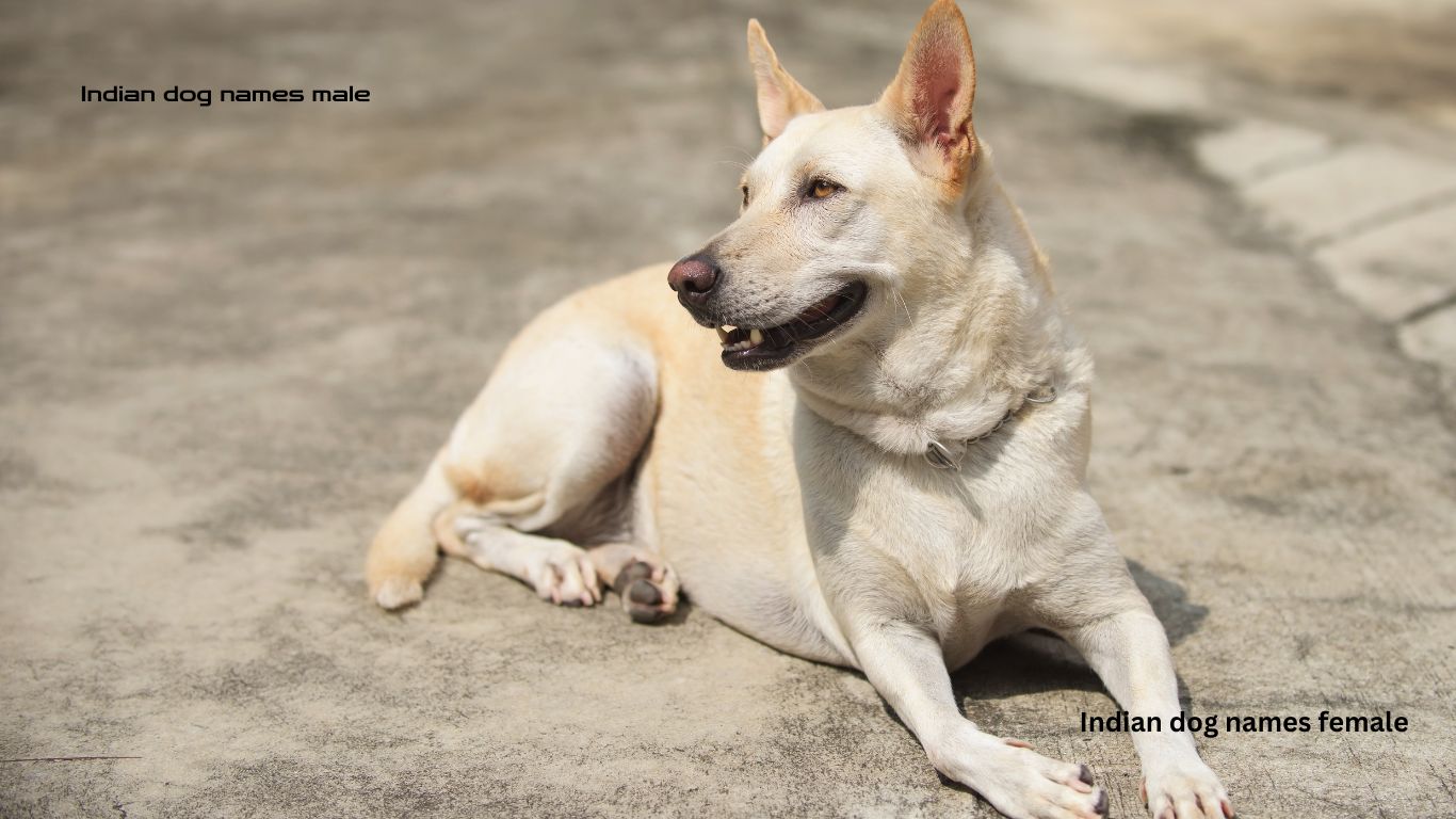 best Indian dog names male