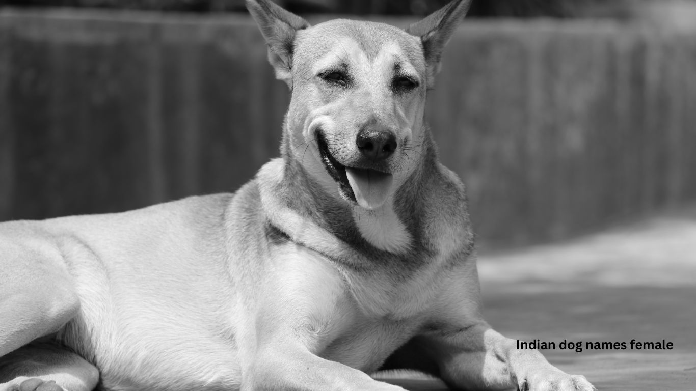 Indian dog names male