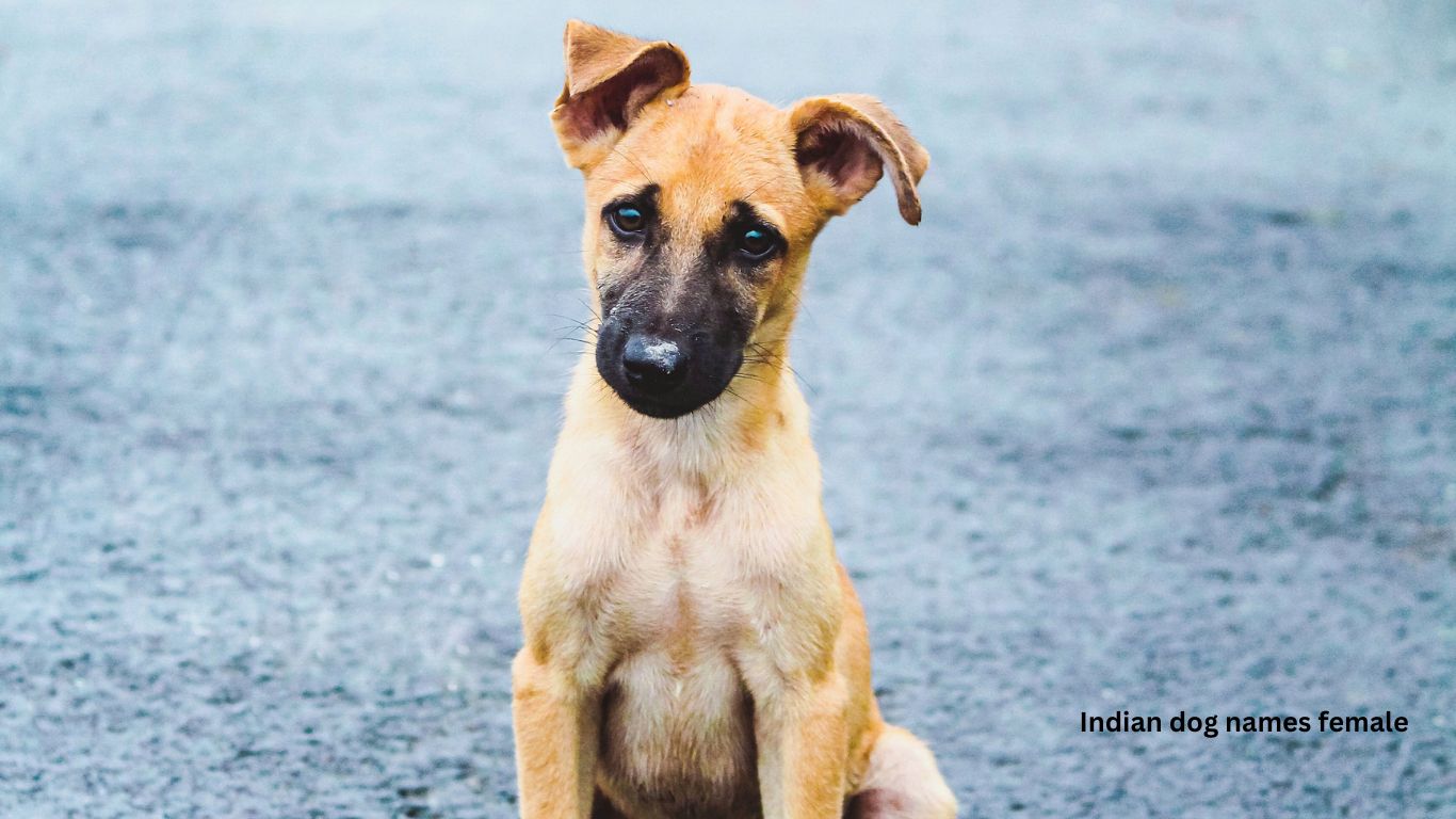 Most Popular Indian dog names female