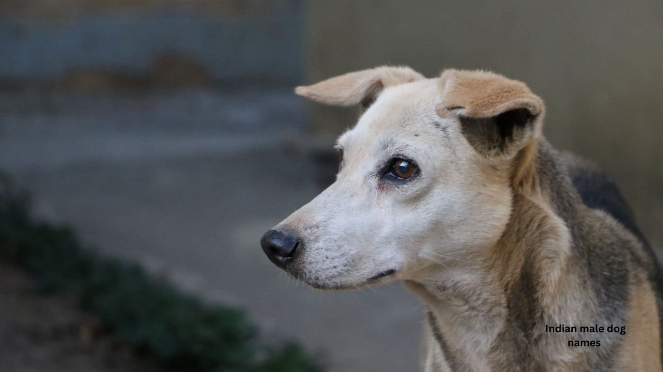 Indian dog names male