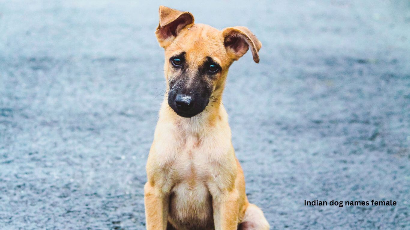 Indian female dog names