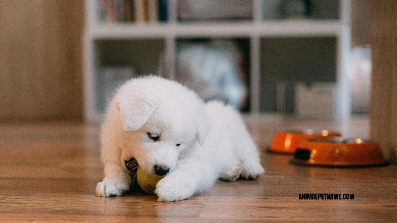 "Teaching a puppy bite inhibition to stop biting"