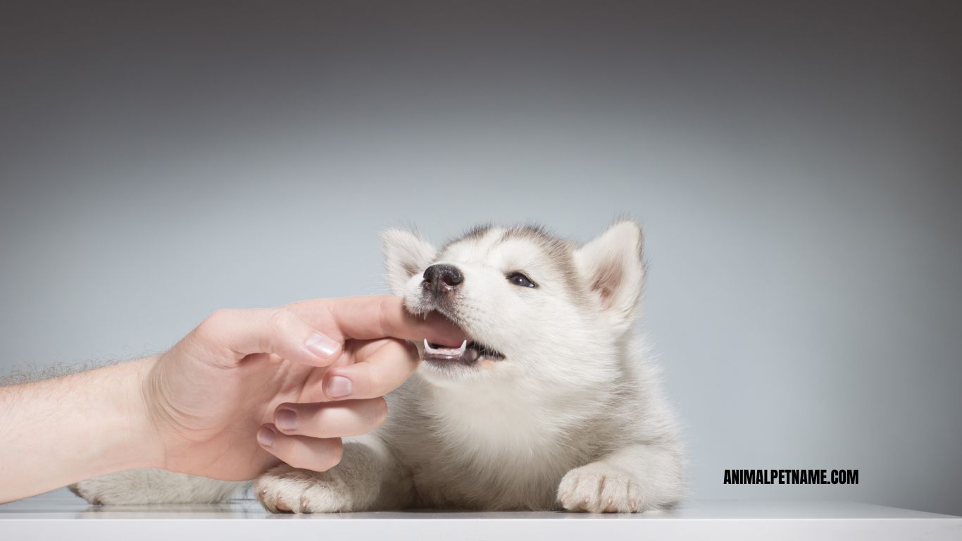 "Why puppies bite and how to train them to stop"