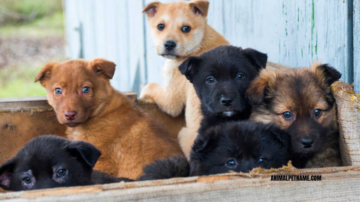 "How socialization helps puppies stop biting"