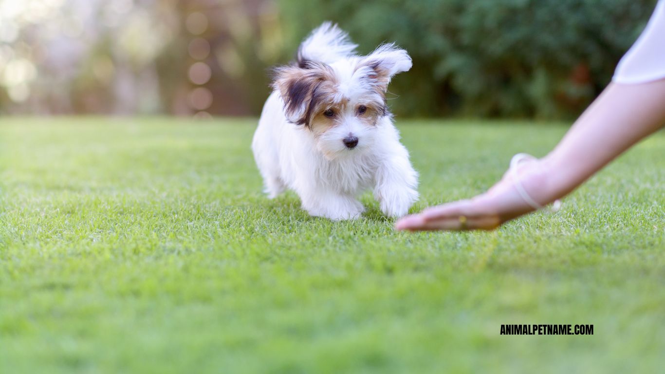 "Using time-outs to correct puppy biting behavior"