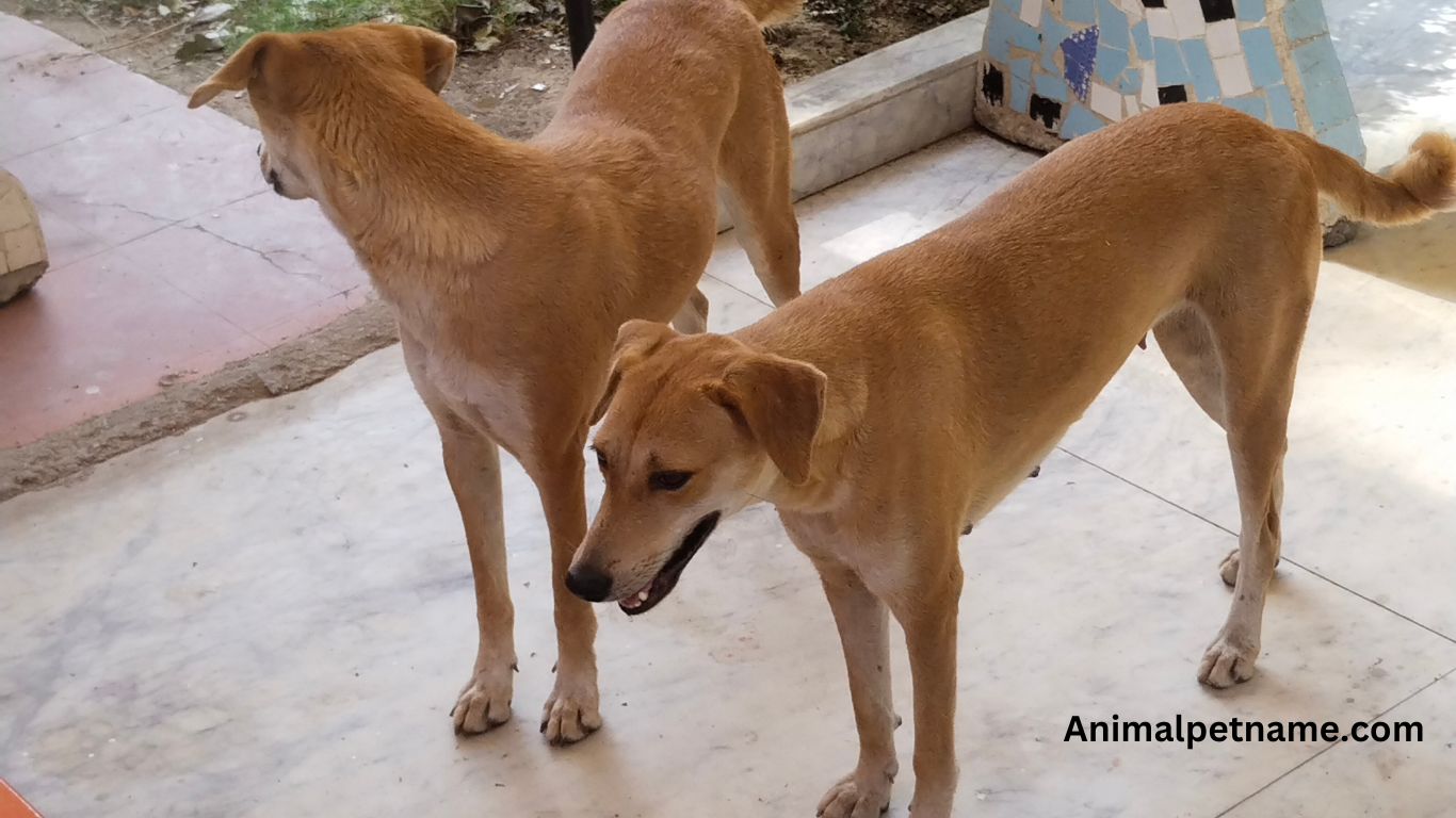 Indian dog names male